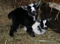 Kozlíci JACK a ČERT narozeni v březnu 2011 