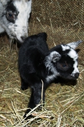 Holandská zakrslá koza Tereza s kozlíkem ČERTEM narozeným v březnu 2011 