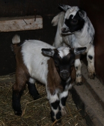 Kozička APPLE a kozlík CHERRY narozeni v prosinci 2011 