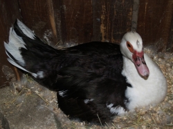 Černo-bílá kachna na hnízdě 26.6.2012 