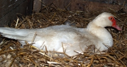 Bílá kachna na hnízdě 26.6.2012 