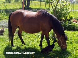 Zorka s kačerem Maxem, který ji takhle hlídal na zahradě 18.5.2013 