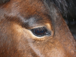 Zorka - český sportovní pony