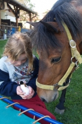 Zorka - český sportovní pony, 9.5.2012 