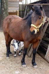 Zorka - český sportovní pony, 13.6.2012 