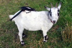 Holandská zakrslá koza Tereza se strakou Bobem 