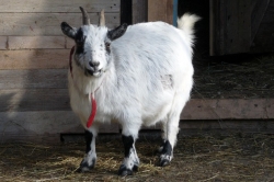 Holandská zakrslá koza Tereza před porodem dvojčat 