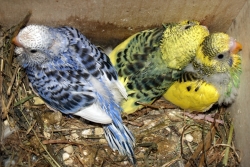 Andulky vlnkované - mláďata líhnutá v květnu 2012